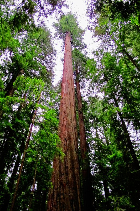 04_Redwood Nat'l and State Park.jpg