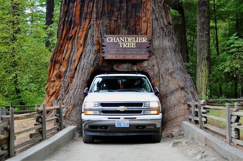 05_Chandelier Tree, Leggett, CA.jpg