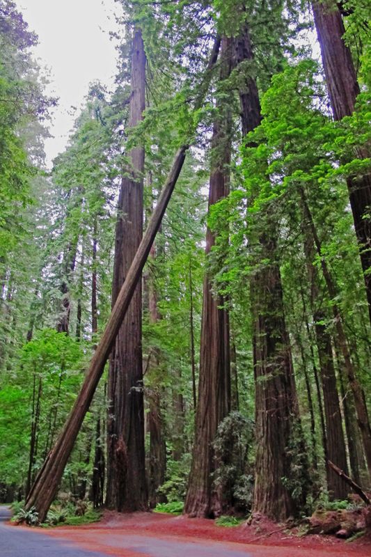06_Redwood Nat'l and State Park.jpg