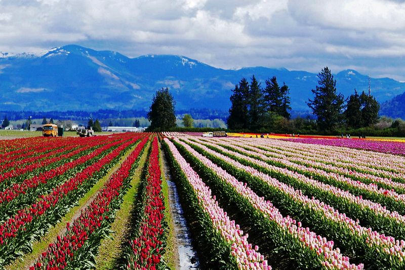 13_Springtime in WA State.jpg