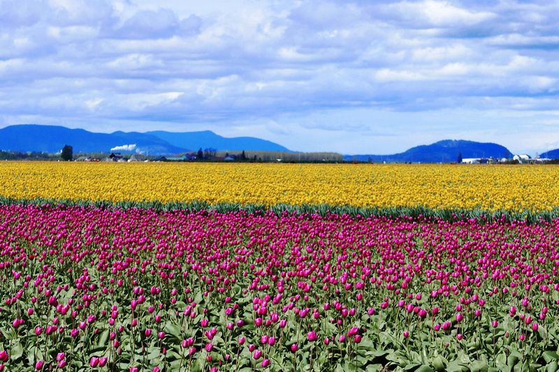 14_Springtime in WA State.jpg