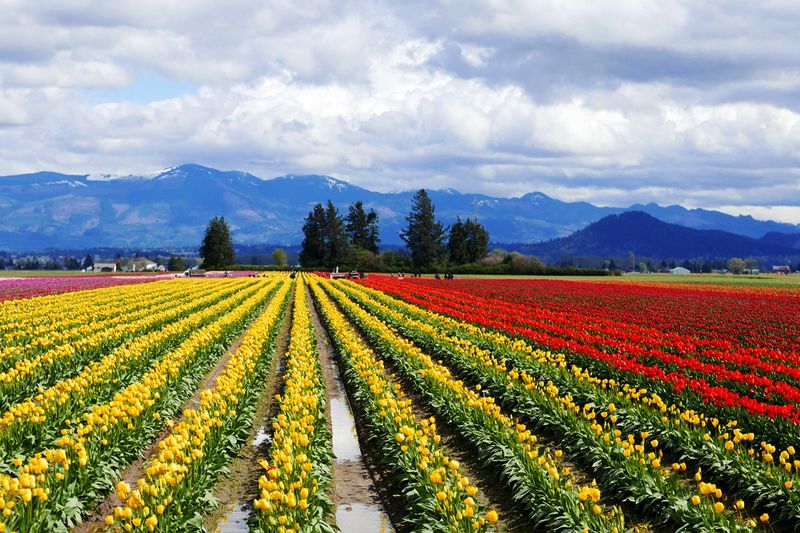 15_Springtime in WA State.jpg