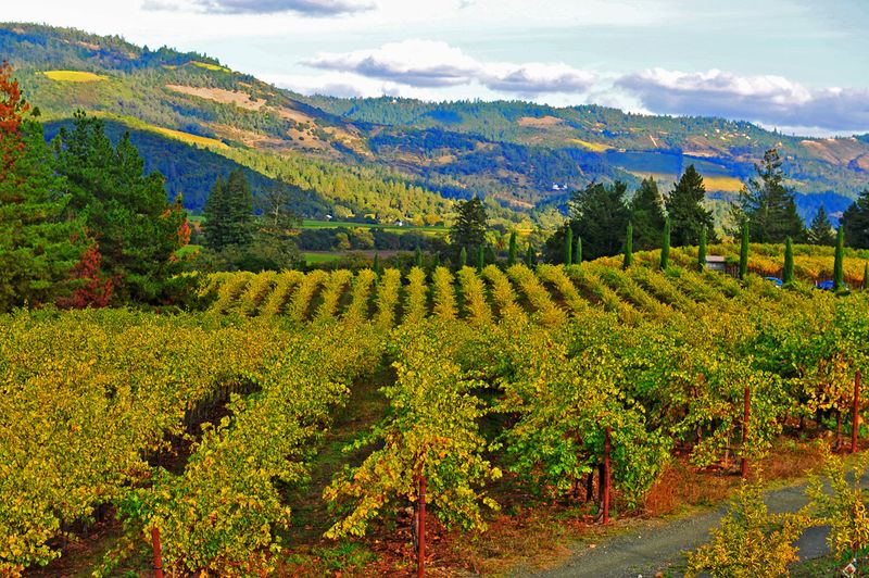 28_Napa Valley, CA.jpg