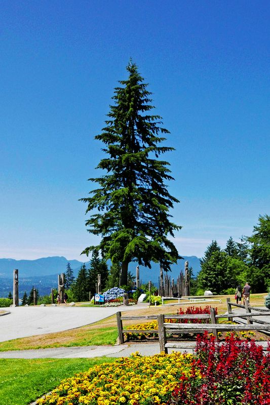 56_Burnaby_Single tree.jpg
