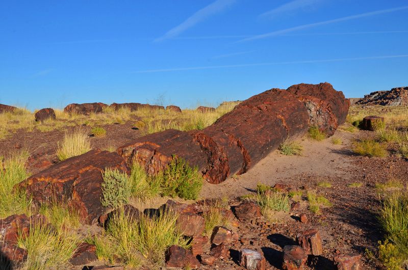 20_Rainbow Forest Area_Petrified Forest Nat'l Park.jpg