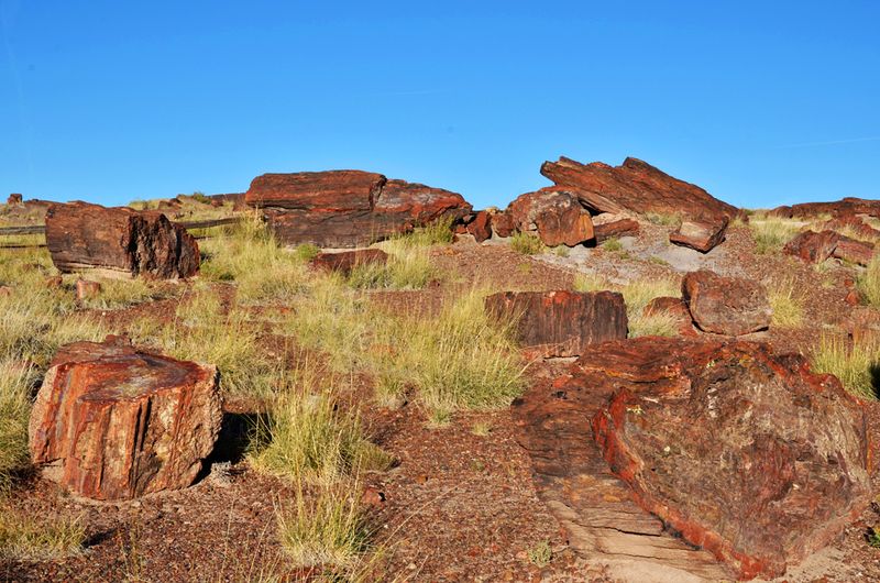 21_Fossils from Triassic Period.jpg