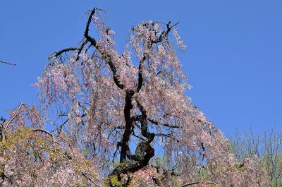 Pink and beyond