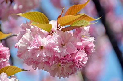 Pink and beyond