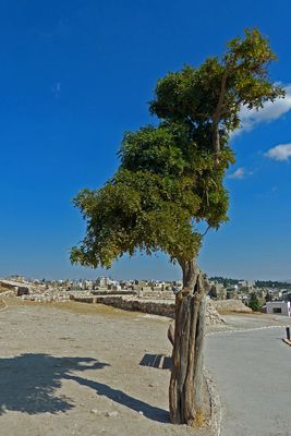 Amman