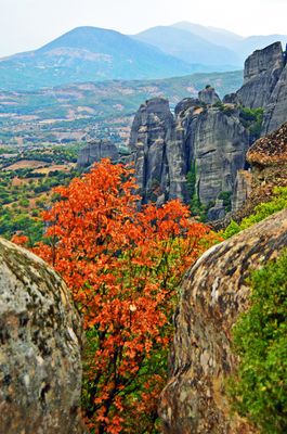 05_The 1st Autumn leaves.jpg