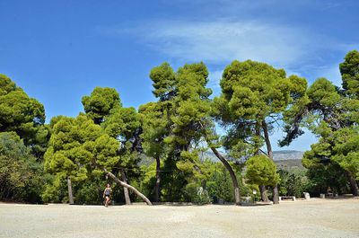 03_Trees at Epidaurus Theatre.jpg
