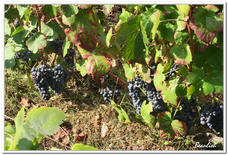 Valle du Douro 04.JPG