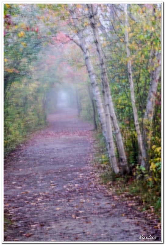 Brume matinale