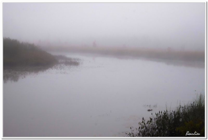 Brume matinale