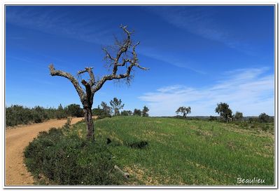 28 Vers les chnes - lige