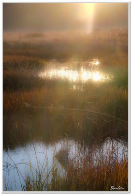 Marais lac Brompton-2