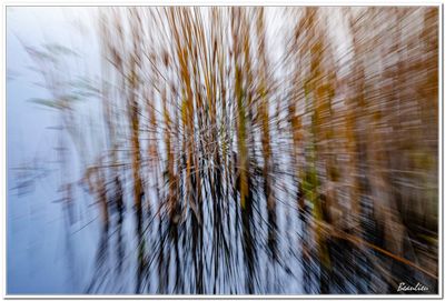 Marais lac Brompton-3