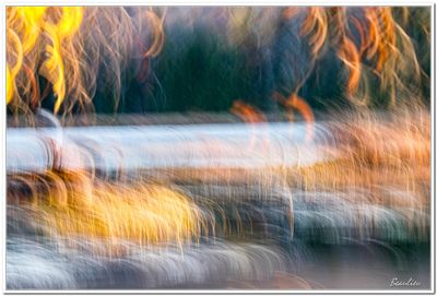 Marais lac Brompton-5