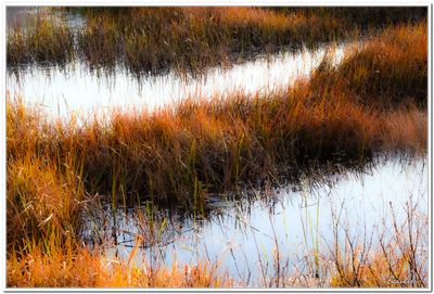 Marais lac Brompton-6