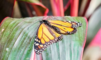 oiseaux_papillons_et_insectes_insects_butterflies_and_birds