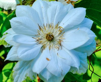 DSCF1518.jpg