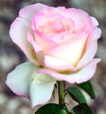 DSCF0136.jpg