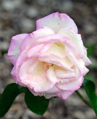 DSCF0137.jpg