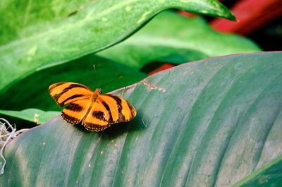 DSCF0516.jpg