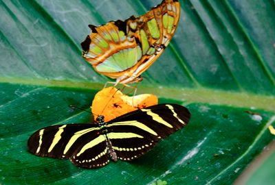 DSCF0539.jpg