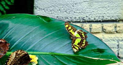 DSCF0567.jpg