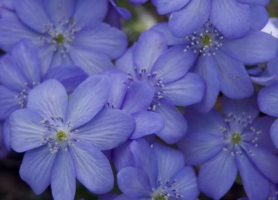 macrophotographies_fleurs_et_arbres_2014_2015_