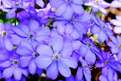 macrophotographies_fleurs_et_arbres_2014_2015_