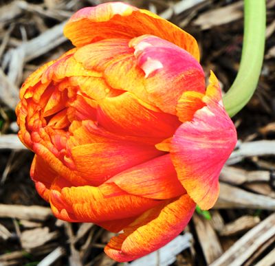 DSCF0849.jpg