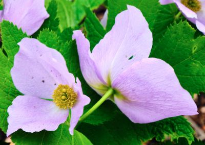 macrophotographies_fleurs_et_arbres_2014_2015_