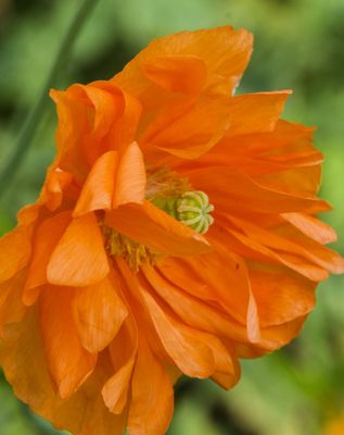 macrophotographies_fleurs_et_arbres_2014_2015_