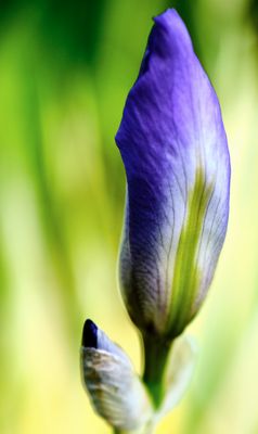 macrophotographies_fleurs_et_arbres_2014_2015_