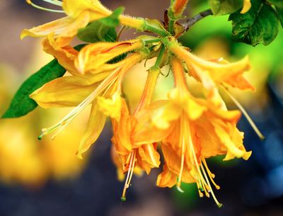 macrophotographies_fleurs_et_arbres_2014_2015_