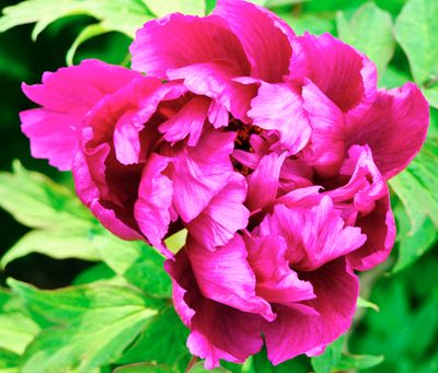 DSCF1004.jpg