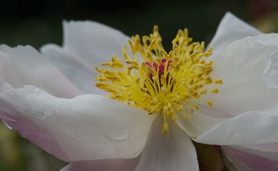 macrophotographies_fleurs_et_arbres_2014_2015_