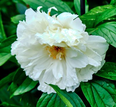 DSCF1093 1.jpg