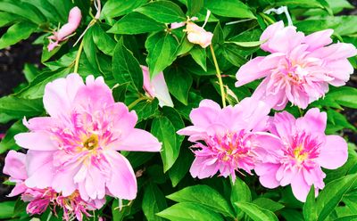 DSCF1105.jpg