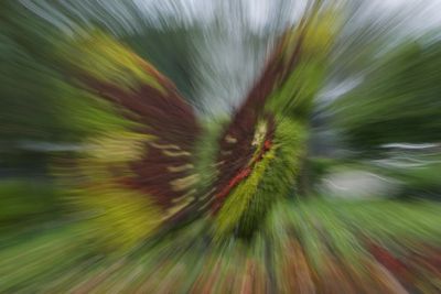 macrophotographies_fleurs_et_arbres_2014_2015_