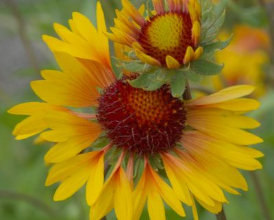 macrophotographies_fleurs_et_arbres_2014_2015_