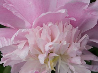 macrophotographies_fleurs_et_arbres_2014_2015_