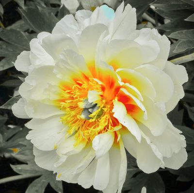 DSCF1126.jpg