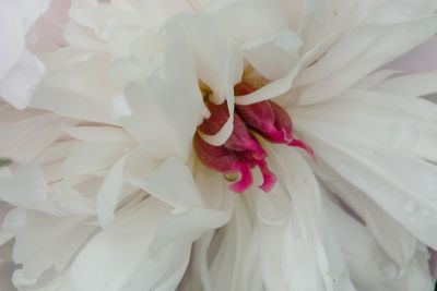 macrophotographies_fleurs_et_arbres_2014_2015_