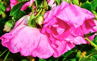DSCF1175.jpg