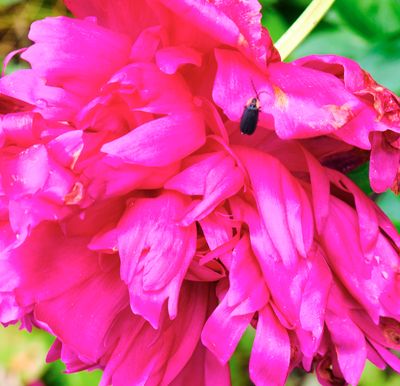 macrophotographies_fleurs_et_arbres_2014_2015_