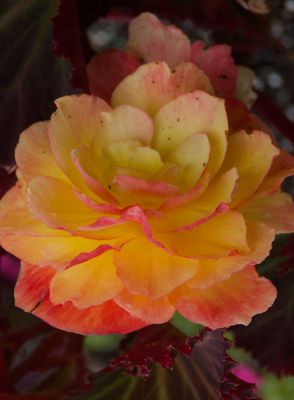 macrophotographies fleurs et arbres 2014 2015 
