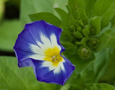macrophotographies_fleurs_et_arbres_2014_2015_